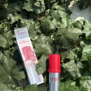 푸석푸석한 머리 피노 프리즘 오일 쓰고 잠잠해진 후기 이미지