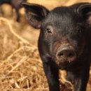 돈수농장 이미지