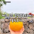 태영전자(주) | [제주/서쪽] 제주 서쪽 숙소, 제주 감성 느낌이 충만한 클랭블루스테이 A1 내돈내산 솔직후기