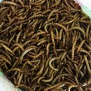 어등농장 이미지