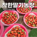 고덕농장 | 평택 고덕 송탄 딸기농장 착한딸기농장 가격 위치