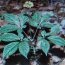 人蔘花茶인삼꽃차Ginseng Flower Tea 이미지