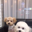 59펫살롱
