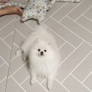 미스터앤 미세스멍 원주점 네이버블로그