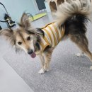 쉬다가개 애견호텔유치원 이미지