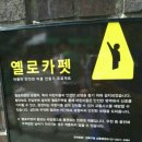 옐로카펫 이미지