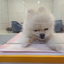 올리스 펫 호텔 이미지