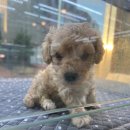 수원강아지분양 드림독 안심분양센터 수원점 이미지