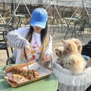 대형애견 | 시흥 대형 베이커리카페 늘솜당, 야외 애견동반 솔직후기