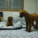 신촌애견미용실 이미지