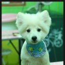 모모애견샵 이미지