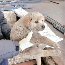 금왕동물병원 이미지