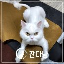 잔다냥 강동점 | 내돈내산 고양이미용 페르시안 무마취미용 잔다냥 강동점 4번째 방문! 고양이미용 가격, 시간, 안정제 후기