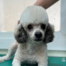 토리켄넬 이미지