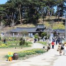 서산 유기방 가옥 수선화 축제 가볼만한곳
