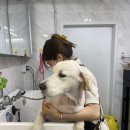 우리 펫 살롱 | 대형견 리트리버 면처리도 가능한 추천백만 포인트다용도멀티가위를 보여드려요