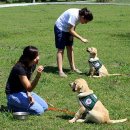 퍼피스쿨 이미지