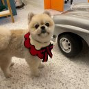 커몽커몽펫 이미지