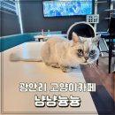 냥냥늉늉 이미지