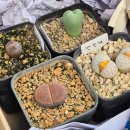 UR(파주시)-[심학산로]-하-8 | 처음으로 다육의 매력을 보앗따⁺✧(˶´⚰︎`˵)⁺ (파주다육농원, 식물정거장, 월간화원 세탕뜀)