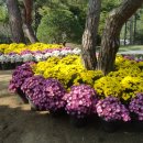 꿈속여행 이미지