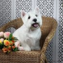 토비애견미용 이미지