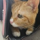 호랑이 동물병원 이미지