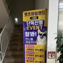 아일랜드 수월점 네이버블로그