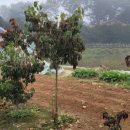 이쁜농장 이미지