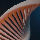 KNP 인터네셔널 이미지