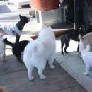 펫1번가미용 이미지