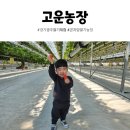 고운농장 | 곤지암 딸기농장 고운농장 30개월 아기와 경기광주 딸기체험 모래놀이 토끼 먹이주기도 함께