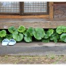 제주초가집 이미지