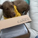 카네브(CANEV.)