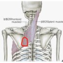 대인약국 | 교통사고 후기 - 사고당일 체크할 것, 지불보증 치료, 정형외과 및 한방병원 치료 - 사고 당일부터...