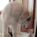 야옹이와 멍멍이 이미지