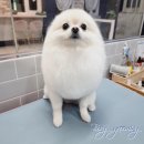 봉 그루밍 이미지