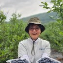 인제농협 원통지점 | 강원도 인제 냇강마을 블루베리 따기 체험 주변 황태국 맛집 송희식당