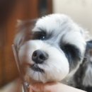 펫살롱모우 이미지