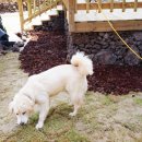 제주배또롱 이미지