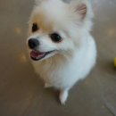 루루강아지 이미지