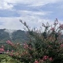 포도송이풀빌라 이미지