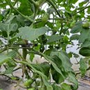 (주)정수사료 이미지