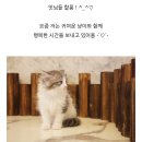 도그마루 강아지 고양이 성남분당점 이미지