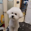 오늘도이쁘개 이미지