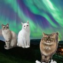 보리토리 이미지