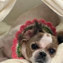 펫티 살롱 이미지