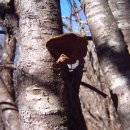 진다리로 이미지