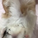 건 덴탈 이미지