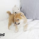 ShibainuKorea 네이버블로그